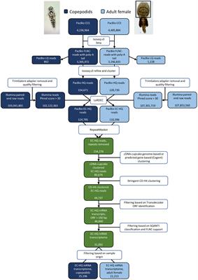 De novo high-accuracy transcriptomes from long-read sequencing reveals a wide variety of novel splice variants in copepodids and adult female salmon lice (Lepeophtheirus salmonis)